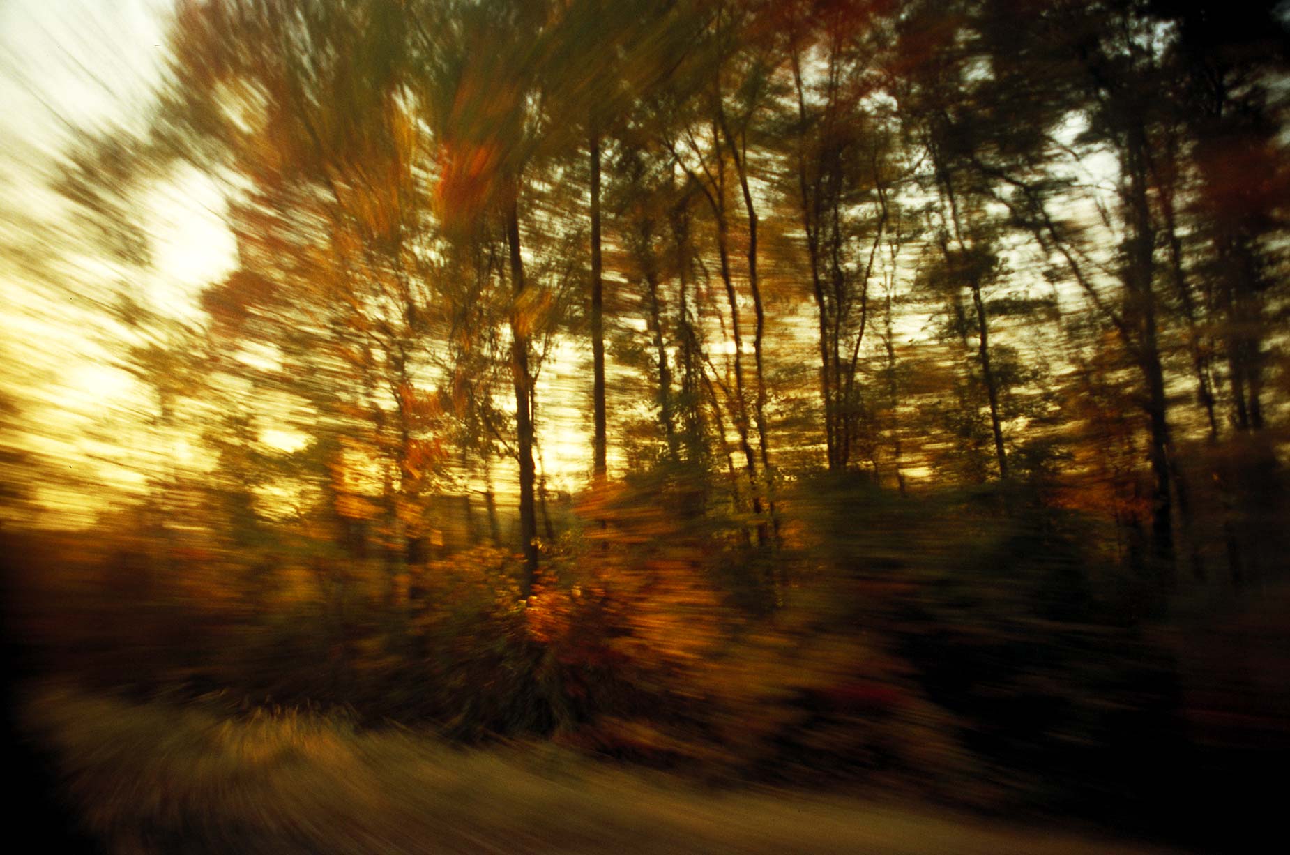 Trees from the Train